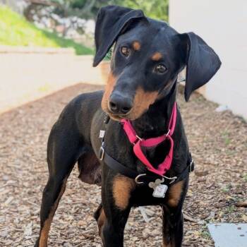 Raven -  Doberman Pinscher and Mixed Breed Dog for Adoption in Falls Church, Virginia - Raven | PetCurious