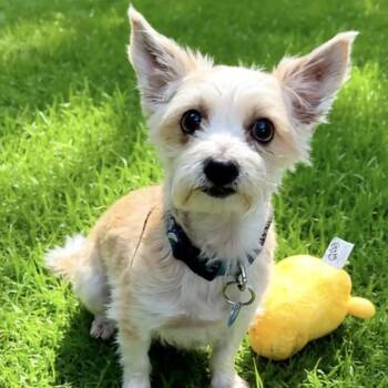 Terrier and Yorkshire Terrier Dogs Available for Adoption in San Pablo, California - Koa | PetCurious
