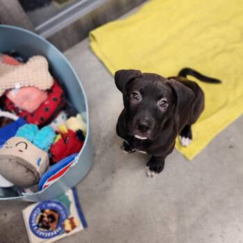 Grandpa -  Retriever Dog for Adoption in New Rochelle, New York - Grandpa | PetCurious