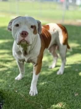 Taz - 1 -  Pit Bull Terrier and Mixed Breed Dog for Adoption in Daytona Beach, Florida - Taz - 1 | PetCurious