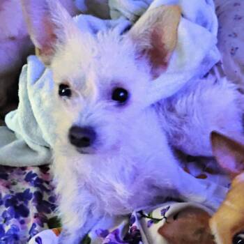 Rescue Terrier Dogs for Adoption in Seal Beach, California - Babie | PetCurious