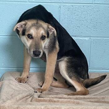 Shepherd and Mixed Breed Dogs Available for Adoption - Tanner | PetCurious