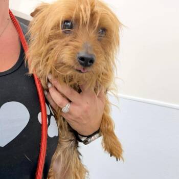 Mixed Breed Dogs Available for Adoption in Fredericksburg, Virginia - Lulu | PetCurious