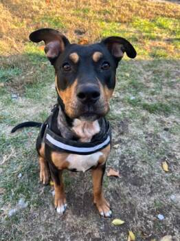 Rescue Mixed Breed Dogs for Adoption in Indianapolis, Indiana - Rocket | PetCurious