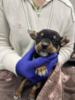 Whitaker -  Mixed Breed Dog for Adoption in Memphis, Tennessee - Whitaker | PetCurious