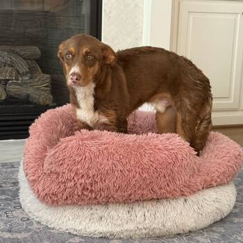 Bazin -  Australian Shepherd and Husky Dog for Adoption in Wake Forest, North Carolina - Bazin | PetCurious