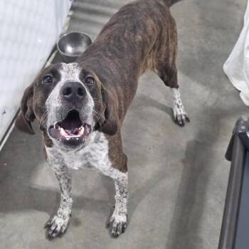 Hound Dogs Available for Adoption in Billings, Montana - Gunnar | PetCurious