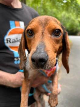 Jenny -  Beagle Dog for Adoption in Williamsburg, Virginia - Jenny | PetCurious