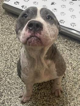 Astrid -  Pit Bull Terrier and Mixed Breed Dog for Adoption in Westland, Michigan - Astrid | PetCurious