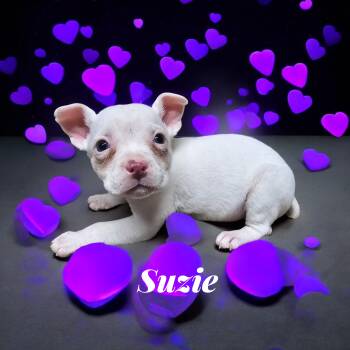 Boxer Dogs Available for Adoption - Suzie | PetCurious