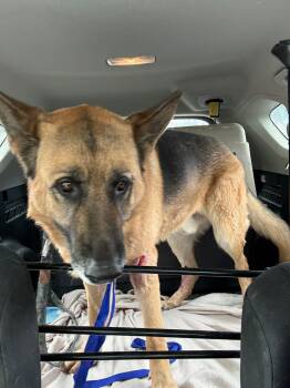 German Shepherd Dog Dogs Available for Adoption in Naperville, Illinois - Rufus | PetCurious