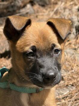 German Shepherd Dog Dogs Available for Adoption in Ocean Springs, Mississippi - Charlotte Pearl | PetCurious