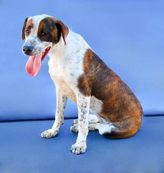 Pointer Dogs Available for Adoption in Pasadena, California - SANDY | PetCurious