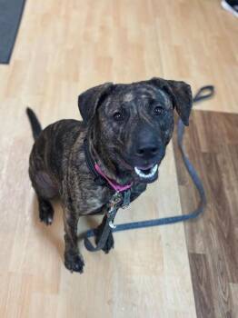 Rescue Plott Hound Dogs for Adoption in Washington, Pennsylvania - Gypsey | PetCurious