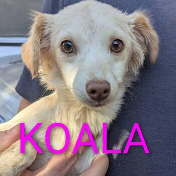 Rescue Dachshund and Chihuahua Dogs for Adoption in Dallas, Texas - Koala | PetCurious