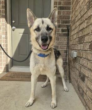 Ranger -  German Shepherd Dog and Shepherd Dog for Adoption in San Antonio, Texas - Ranger | PetCurious