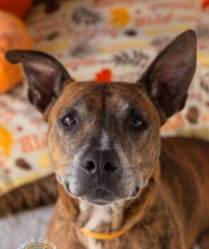 Pit Bull Terrier Dogs Available for Adoption - Daisy Mae - Foster Or Adopter | PetCurious