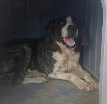 Toby -  Great Pyrenees and Pit Bull Terrier Dog for Adoption in Lockhart, Texas - Toby | PetCurious
