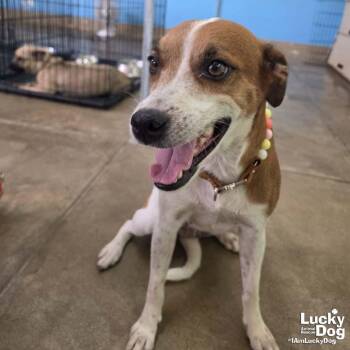 Chapa -  Labrador Retriever and Beagle Dog for Adoption in Washington, District Of Columbia - Chapa | PetCurious
