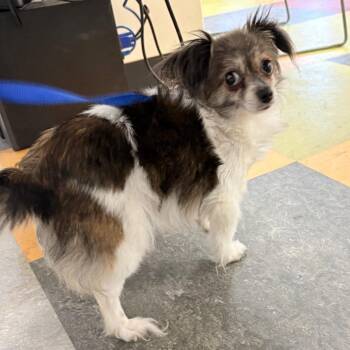 Mixed Breed Dogs Available for Adoption - Mia | PetCurious