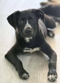 Labrador Retriever and American Staffordshire Terrier Dogs Available for Adoption in Holly Springs, North Carolina - Emily | PetCurious