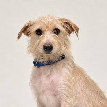 Atticus HW+ -  Chihuahua and Terrier Dog for Adoption in Tampa, Florida - Atticus HW+ | PetCurious