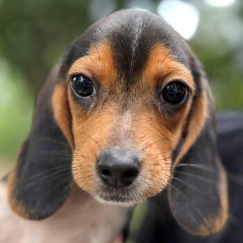 Elmer -  Beagle Dog for Adoption in Normal, Illinois - Elmer | PetCurious