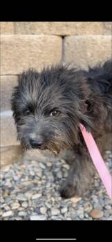 Enzo -  Australian Shepherd and Standard Schnauzer Dog Available for Adoption in Palm Desert, California - Enzo | PetCurious