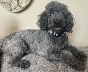 Bichon Frise Dogs Available for Adoption in Germantown, Ohio - Princess Jasmine | PetCurious