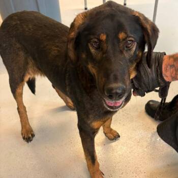 Mixed Breed Dogs Available for Adoption in Huntington, West Virginia - Juneberry Stray Hold 5/4 | PetCurious