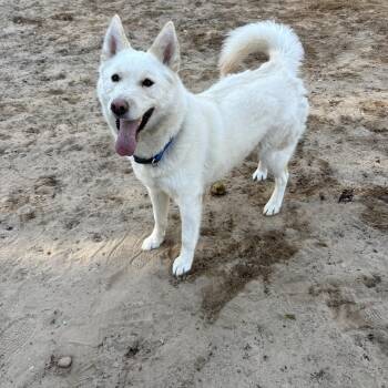 Mixed Breed Dogs Available for Adoption in Big Rapids, Michigan - Geralt  | PetCurious
