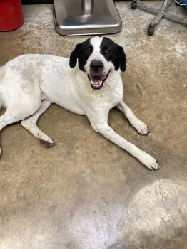 Lenny -  Mixed Breed Dog for Adoption in Lockhart, Texas - Lenny | PetCurious