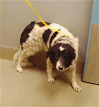 ANGELIC -  Border Collie Dog for Adoption in Las Vegas, Nevada - ANGELIC | PetCurious