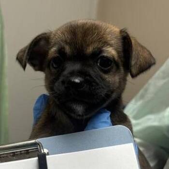 Minnow -  Chihuahua and Terrier Dog for Adoption in Tempe, Arizona - Minnow | PetCurious