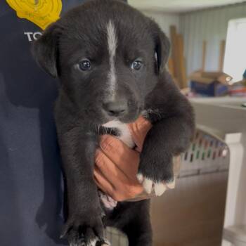 Cheefe -  Pit Bull Terrier and Mixed Breed Dog for Adoption in Detroit Lakes, Minnesota - Cheefe | PetCurious