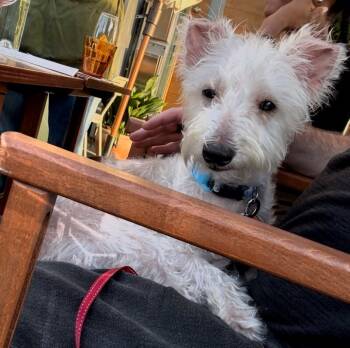 Rescue Poodle and Mixed Breed Dogs for Adoption in Los Angeles, California - Ace | PetCurious