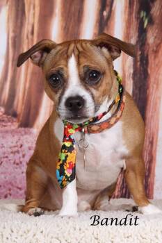 Chihuahua and Shepherd Dogs Available for Adoption in Gilbert, Arizona - Bandit | PetCurious