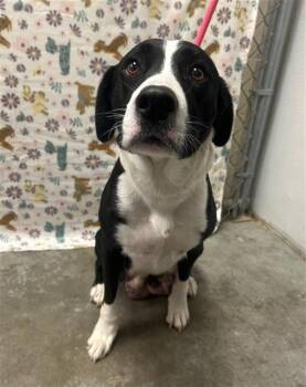 Border Collie Dogs Available for Adoption - COOKIE | PetCurious