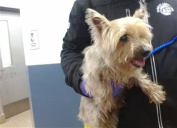 KIRBBY -  Yorkshire Terrier and Mixed Breed Dog for Adoption in Doral, Florida - KIRBBY | PetCurious