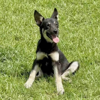 Rescue German Shepherd Dog Dogs for Adoption in Brewster, New York - Mina | PetCurious