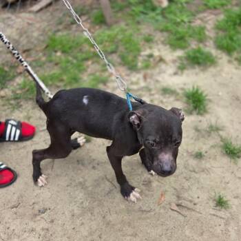 Mixed Breed Dogs Available for Adoption - 3/15/2026-Stray-BruceStreet | PetCurious