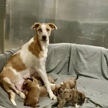 BONNIE -  Mixed Breed Dog for Adoption in Richmond, California - BONNIE | PetCurious
