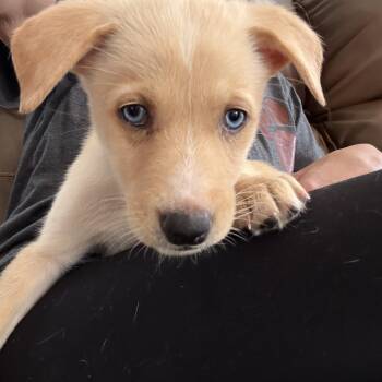 Labrador Retriever and Husky Dogs Available for Adoption in Hatfield, Pennsylvania - Lola | PetCurious