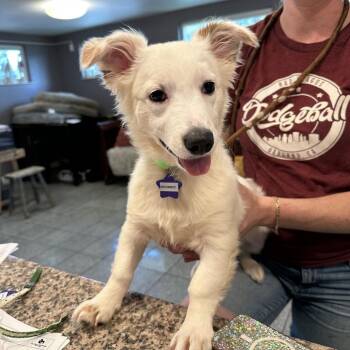 Boomer -  Mixed Breed Dog for Adoption in San Francisco, California - Boomer | PetCurious