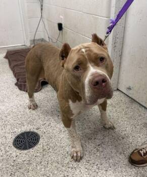 Jora -  Pit Bull Terrier and Mixed Breed Dog for Adoption in Kansas City, Missouri - Jora | PetCurious