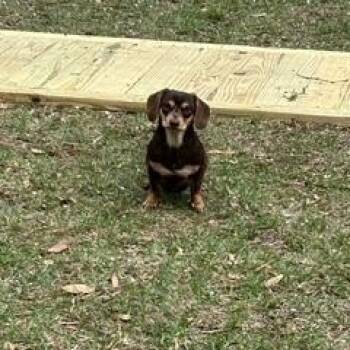 Dachshund Dogs Available for Adoption - Olli | PetCurious
