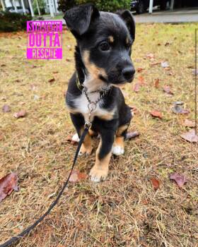 Rescue Australian Cattle Dog Blue Heeler Dogs for Adoption in Vancouver, British Columbia - Pinga | PetCurious