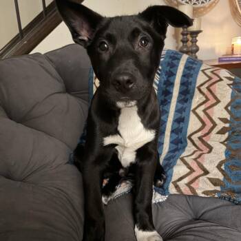 German Shepherd Dog Dogs Available for Adoption - Andy | PetCurious