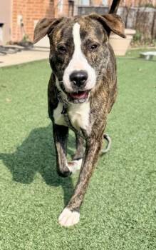 Mixed Breed Dogs Available for Adoption in Cincinnati, Ohio - OJ (aka Otis) | PetCurious