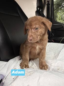 A litter Adam -  Labrador Retriever and Collie Dog for Adoption in Semmes, Alabama - A Litter Adam | PetCurious